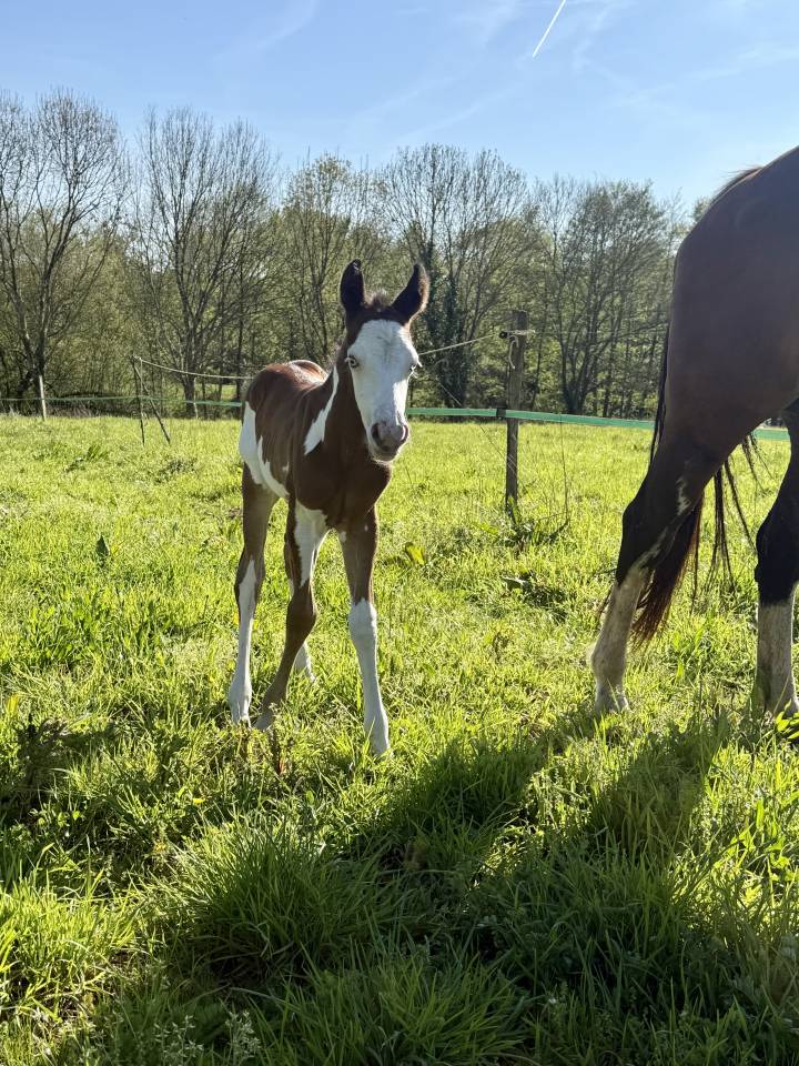 Jument et poulain Paint Horse 
