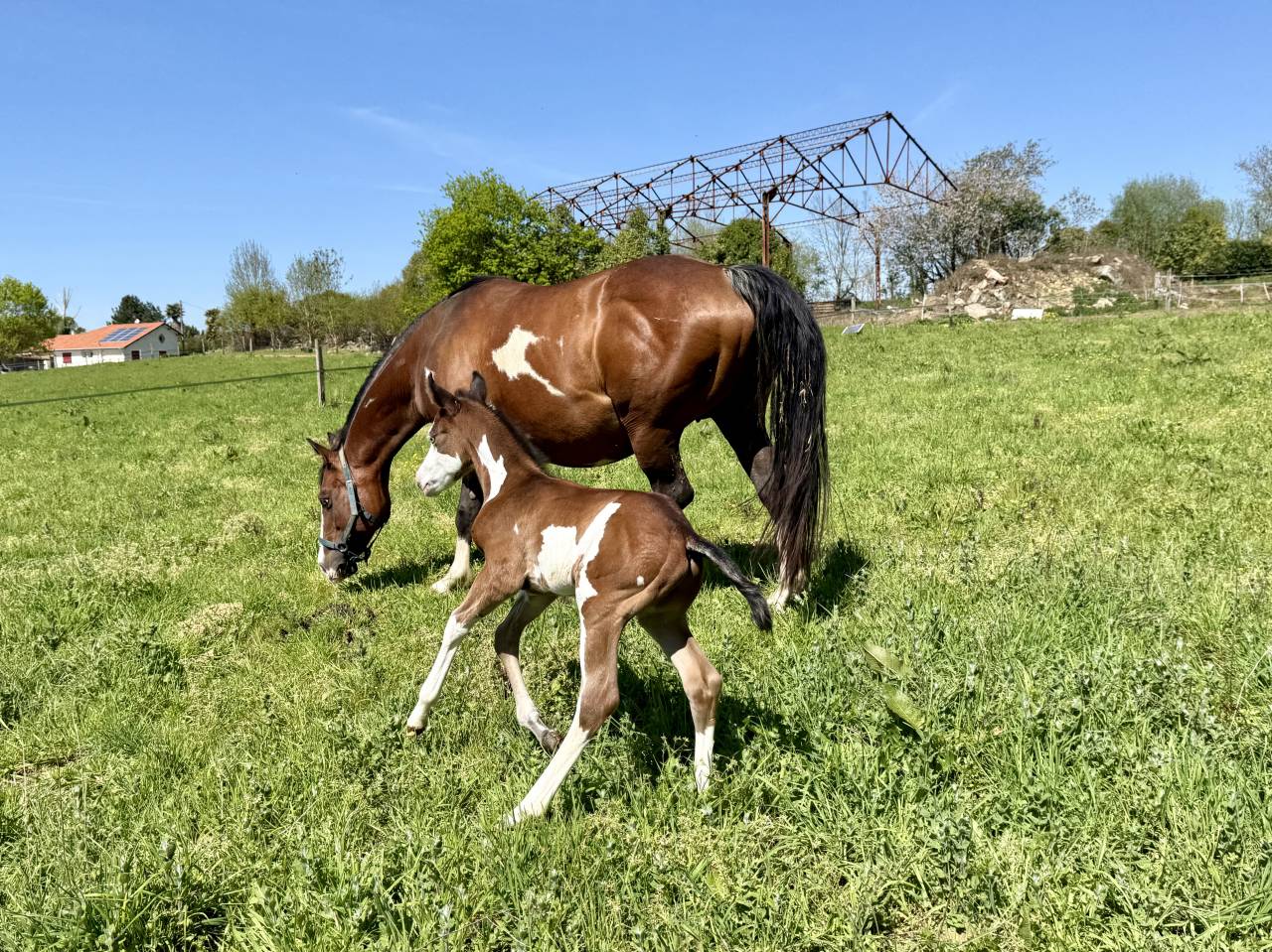 Jument et poulain Paint Horse 
