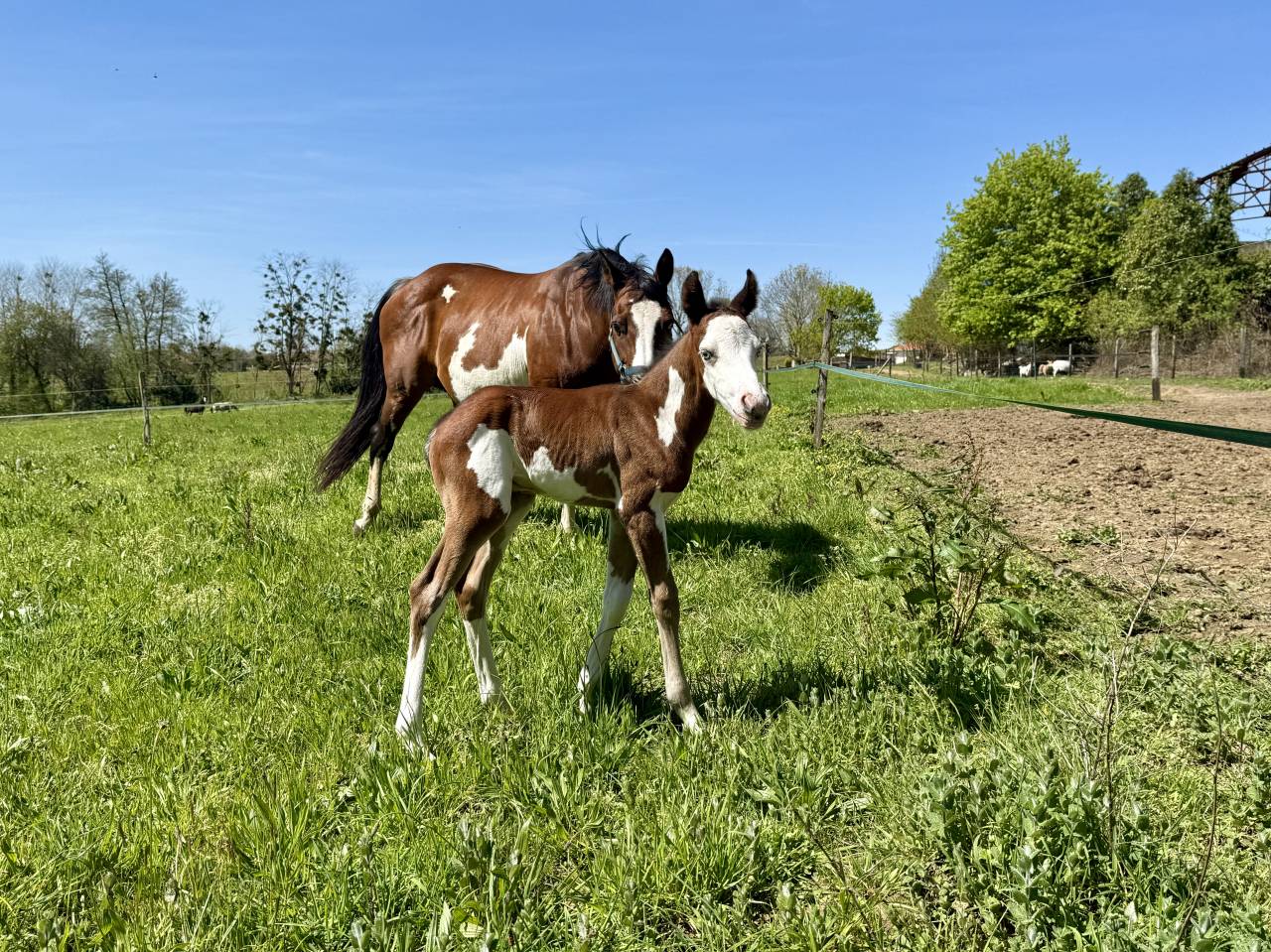 Jument et poulain Paint Horse 