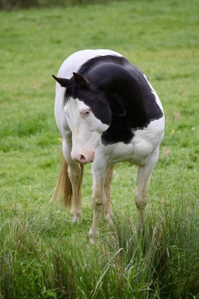 Poulain et Jument Paint Horse