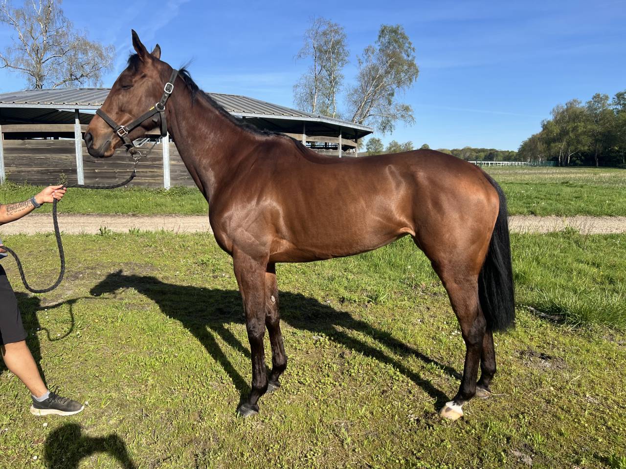 Cheval de r&eacute;forme 