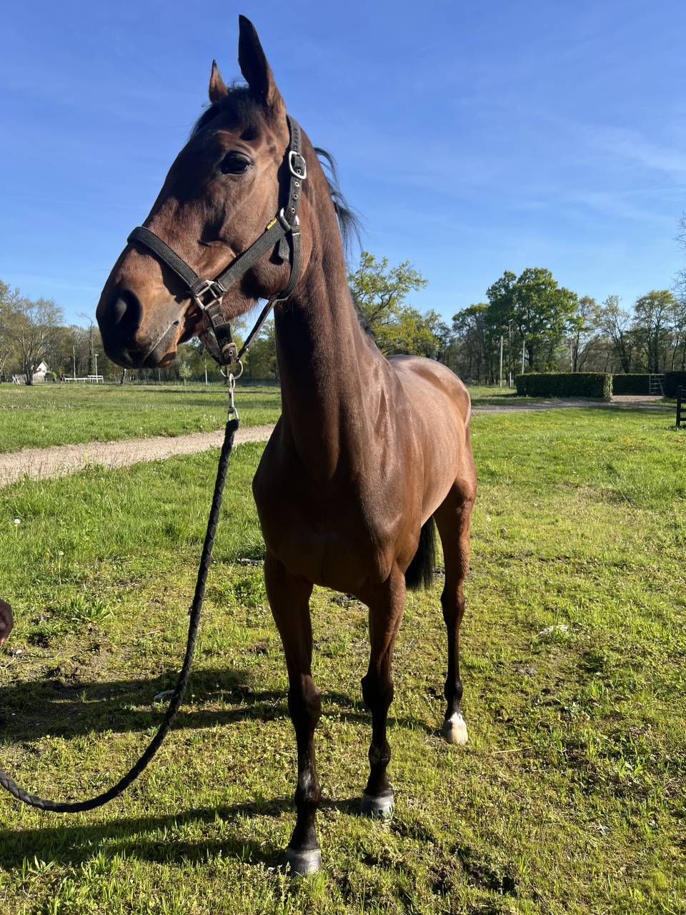 Cheval de r&eacute;forme 