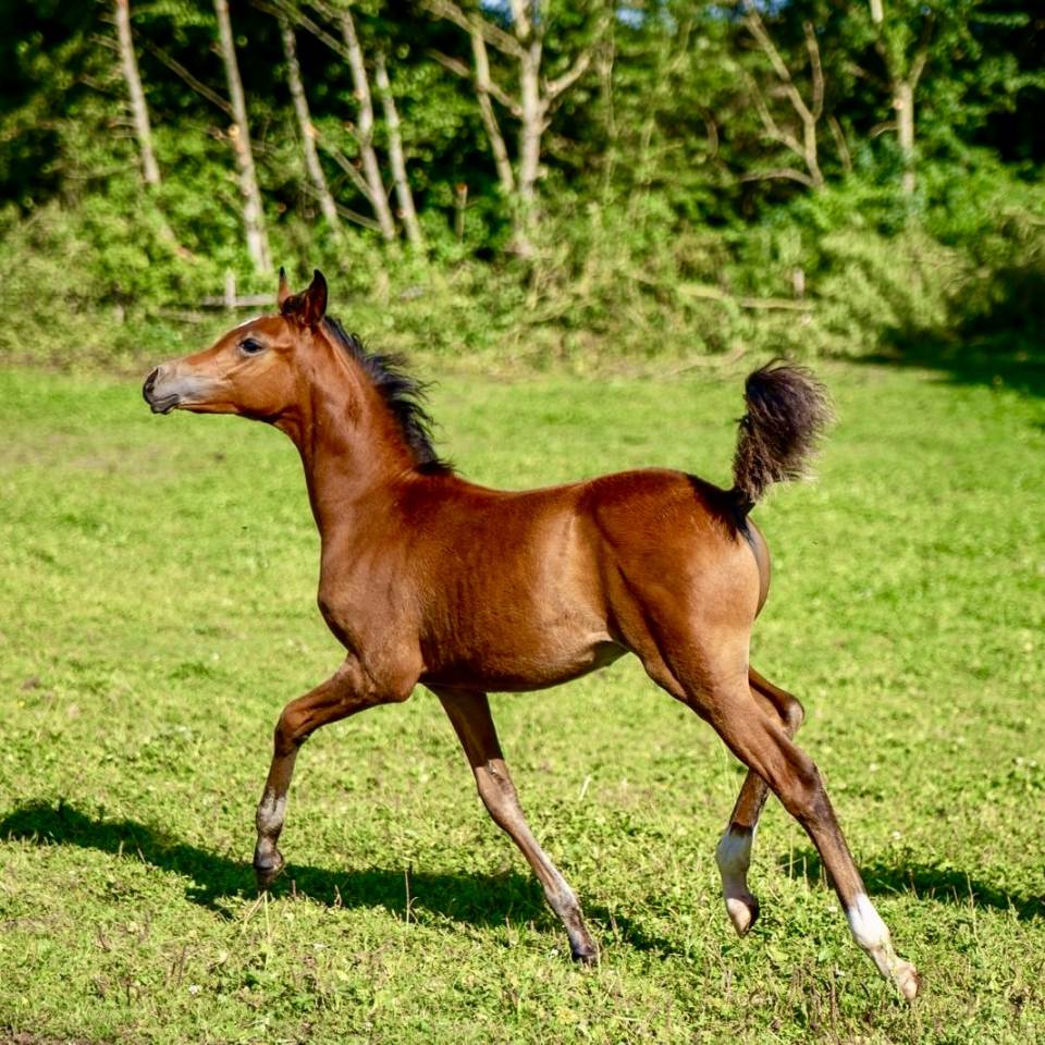 Pur Sang Arabe poulain