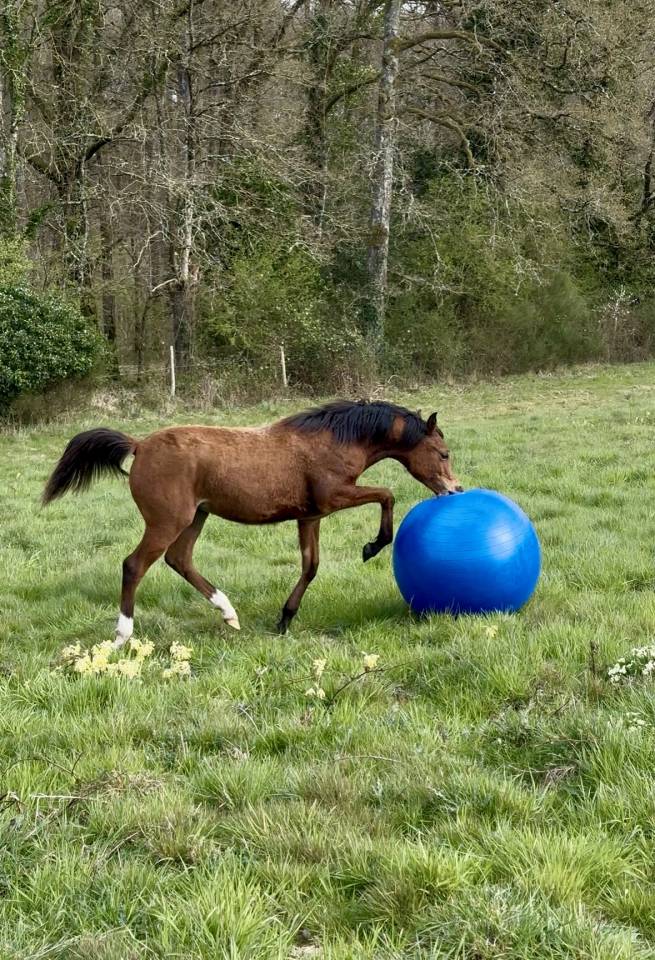 Pur Sang Arabe poulain