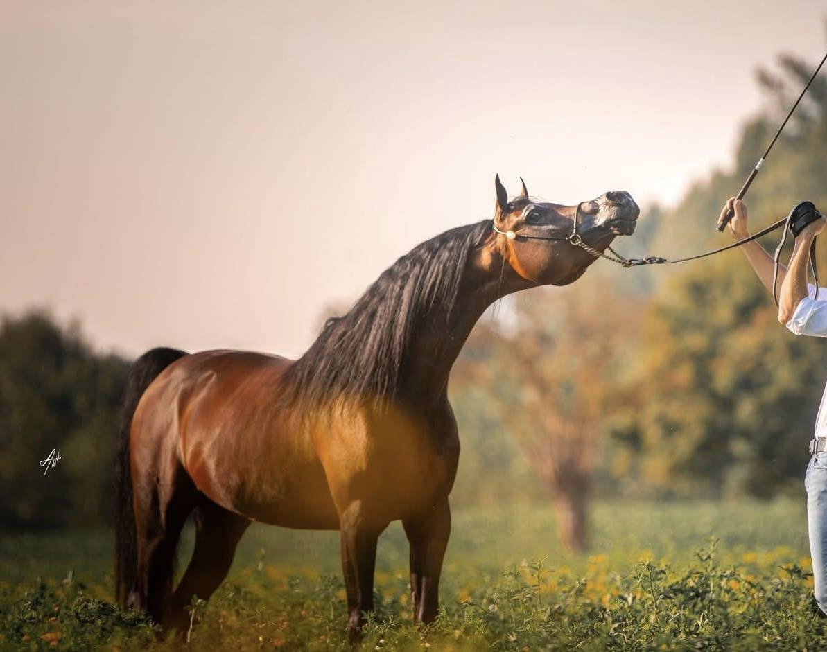 Pur Sang Arabe poulain