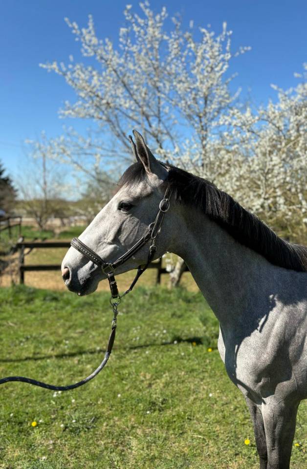 &Agrave; vendre jolie jument de 5 ans 