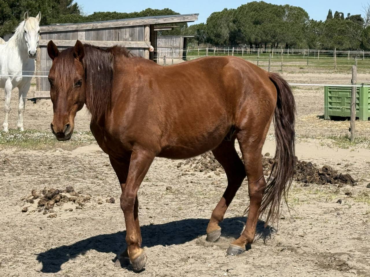 Cheval de loisir hongre type lusitanien 162cm