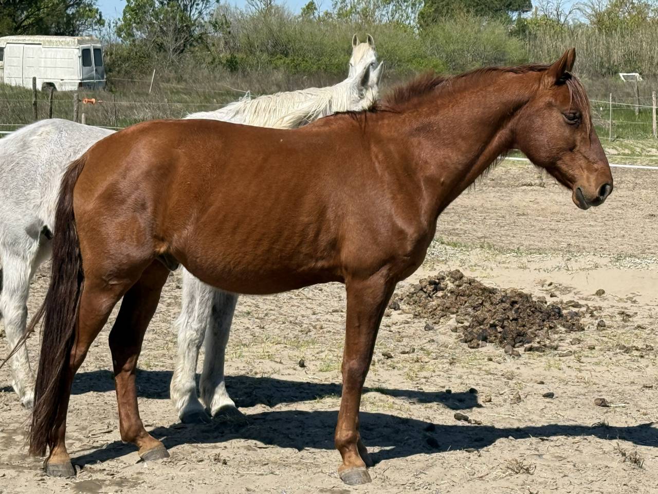 Cheval de loisir hongre type lusitanien 162cm