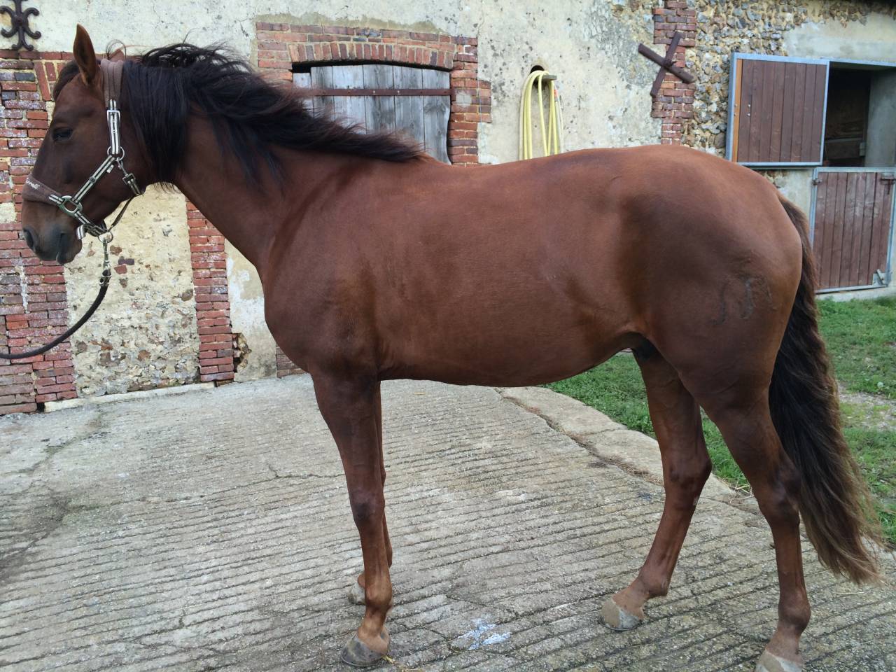 Cheval de loisir hongre type lusitanien 162cm