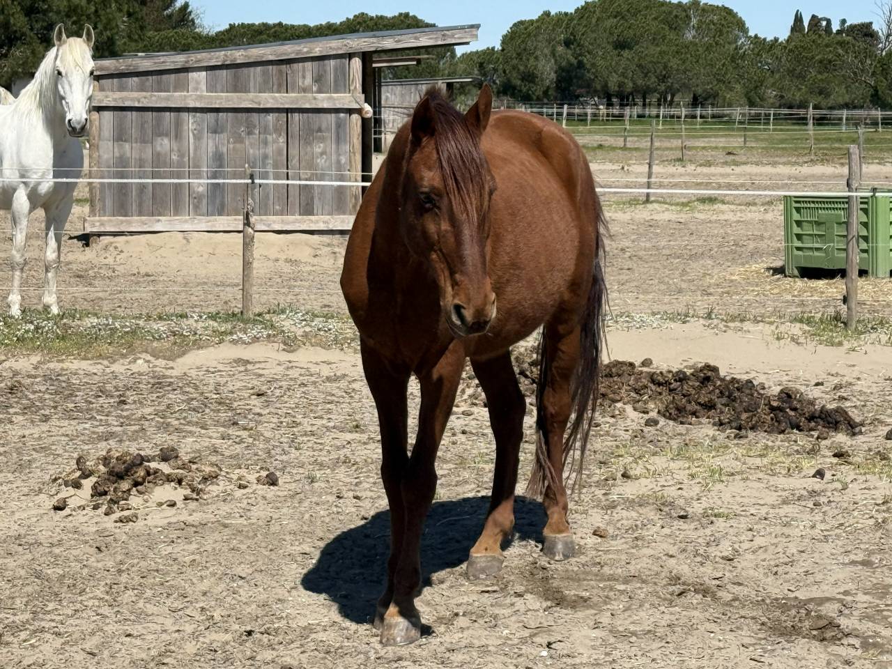 Cheval de loisir hongre type lusitanien 162cm
