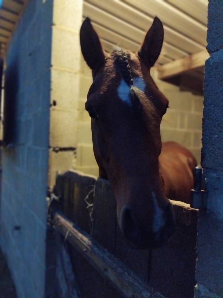 a vendre pur sang arabe 