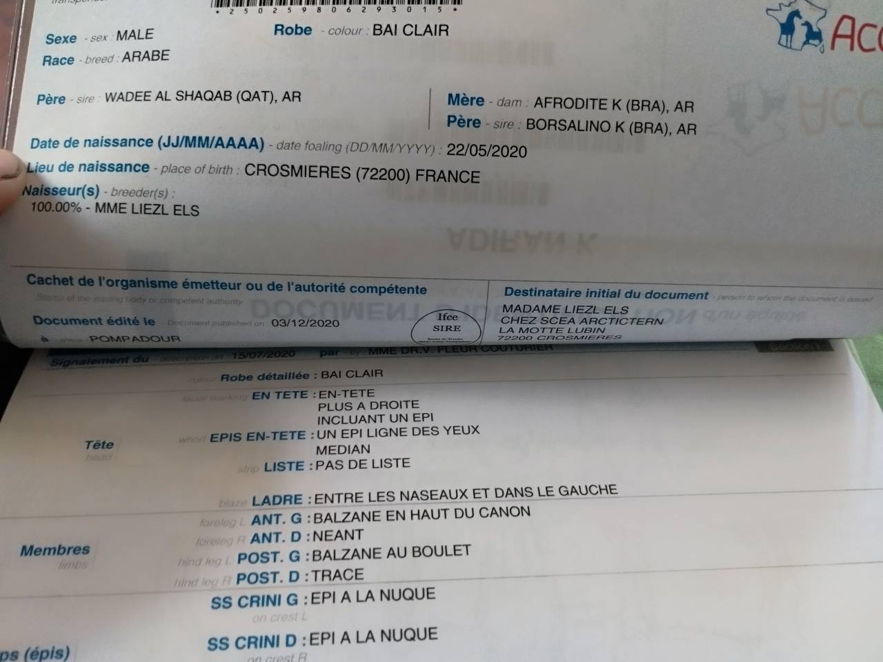 a vendre pur sang arabe 