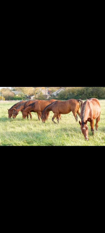 Chevaux de CCE et CSO 