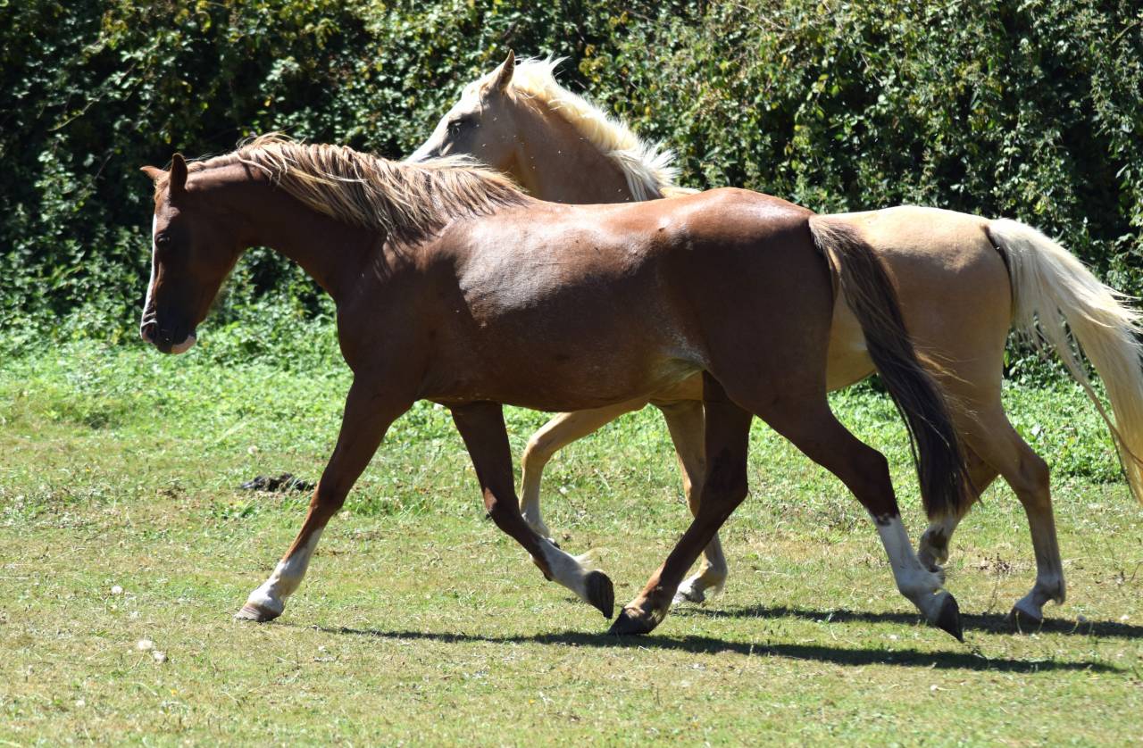  Jument welsh pony pp de 10 ans import&eacute;e Pays de Galles