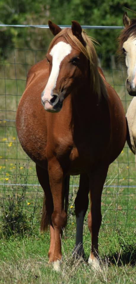 Jument welsh pony pp de 10 ans import&eacute;e Pays de Galles