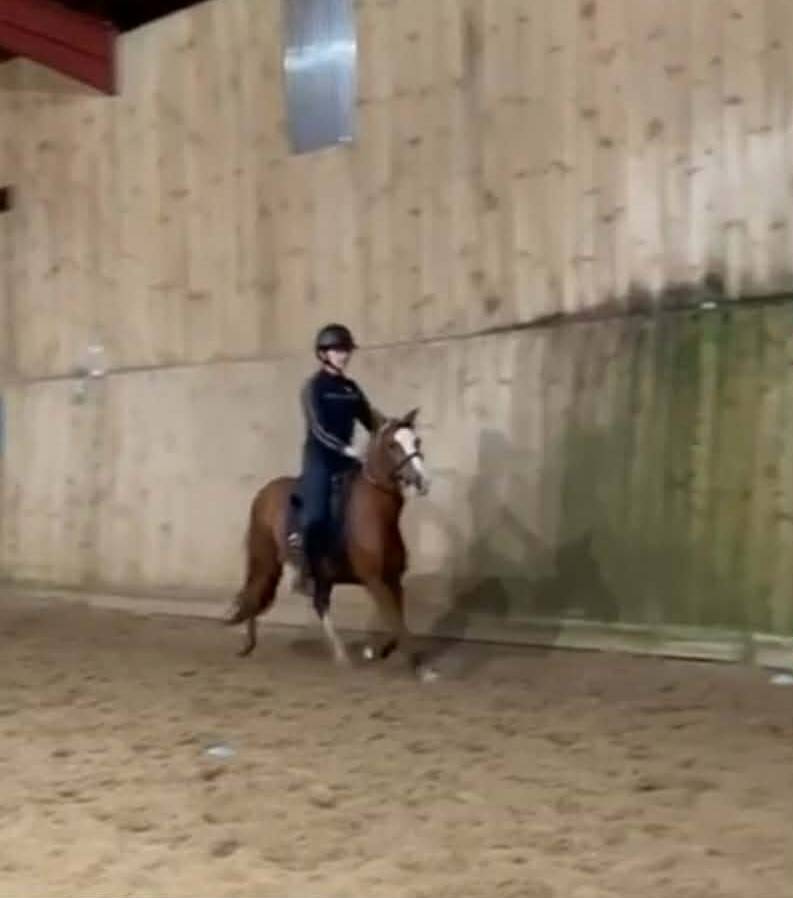  Jument welsh pony pp de 10 ans import&eacute;e Pays de Galles