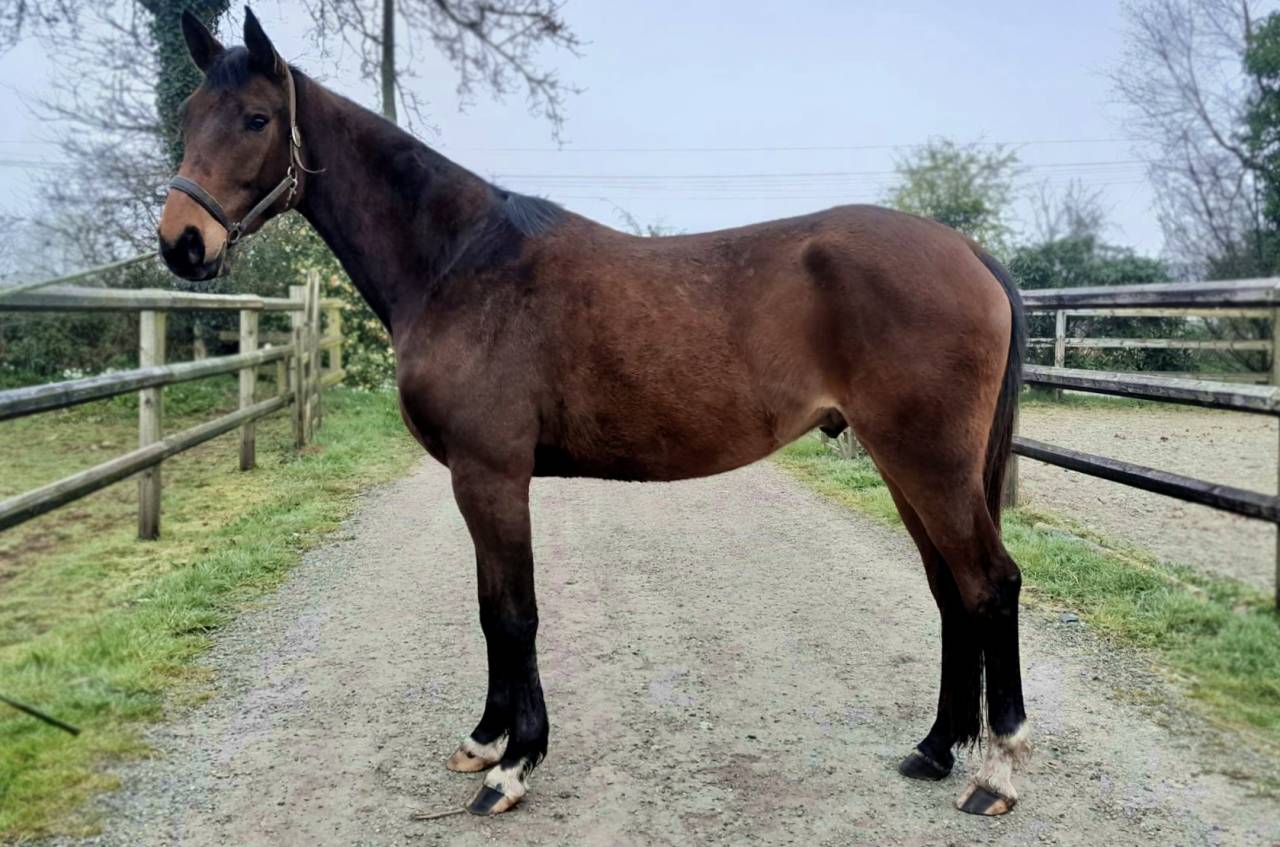 Hongre SFO bai fonc&eacute;, Elf d&rsquo;or x Jenny de la Cense