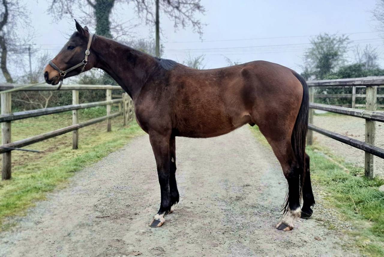 Hongre SFO bai fonc&eacute;, Elf d&rsquo;or x Jenny de la Cense