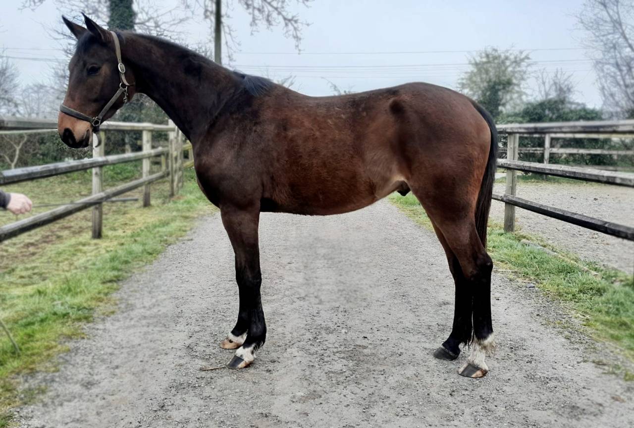 Hongre SFO bai fonc&eacute;, Elf d&rsquo;or x Jenny de la Cense