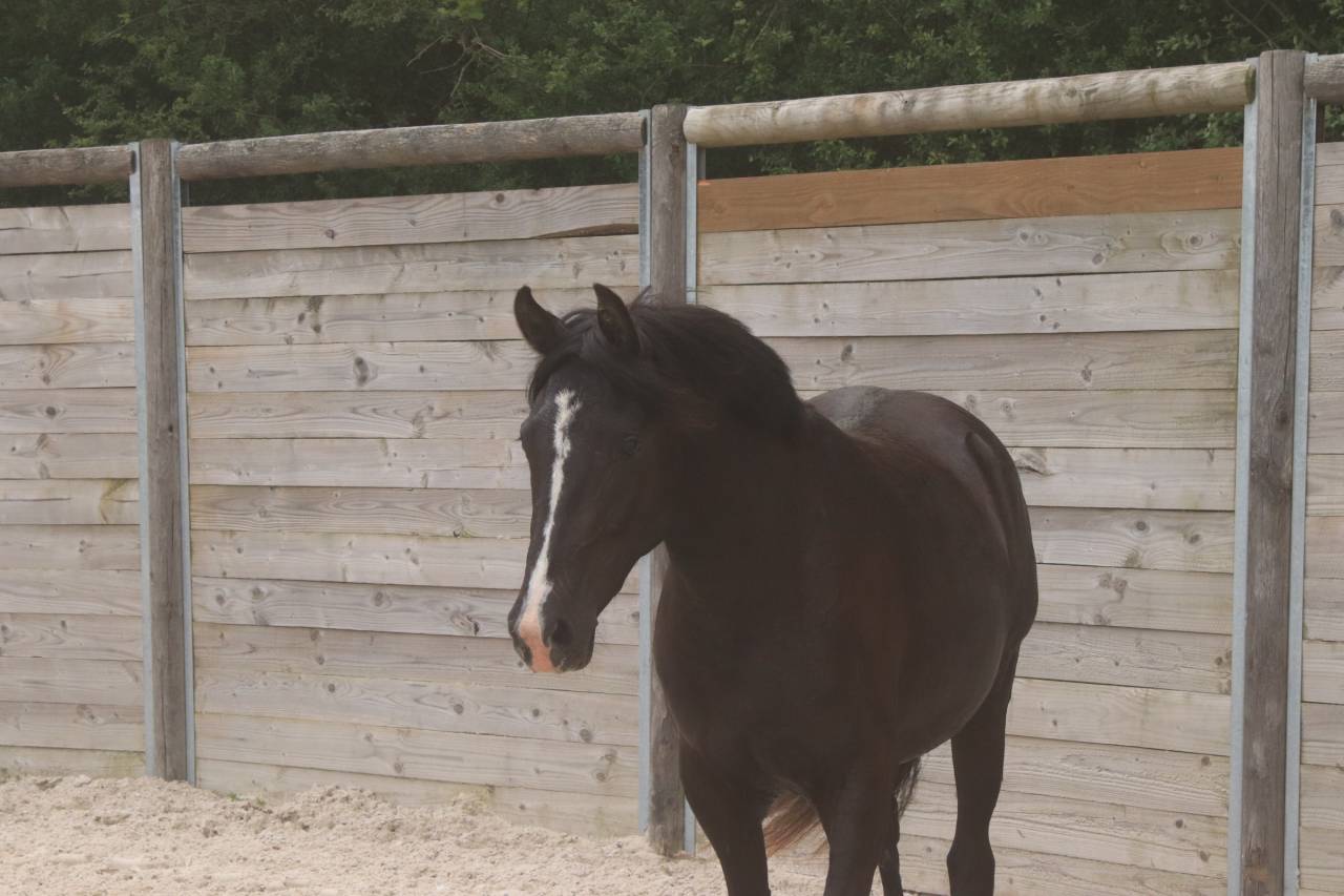 Ponette PFS taille D 4 ans