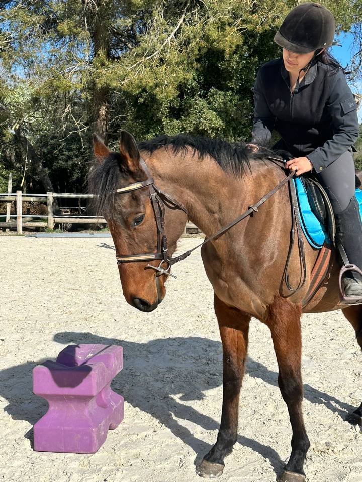 Chevaux de sport et de loisir &agrave; vendre 