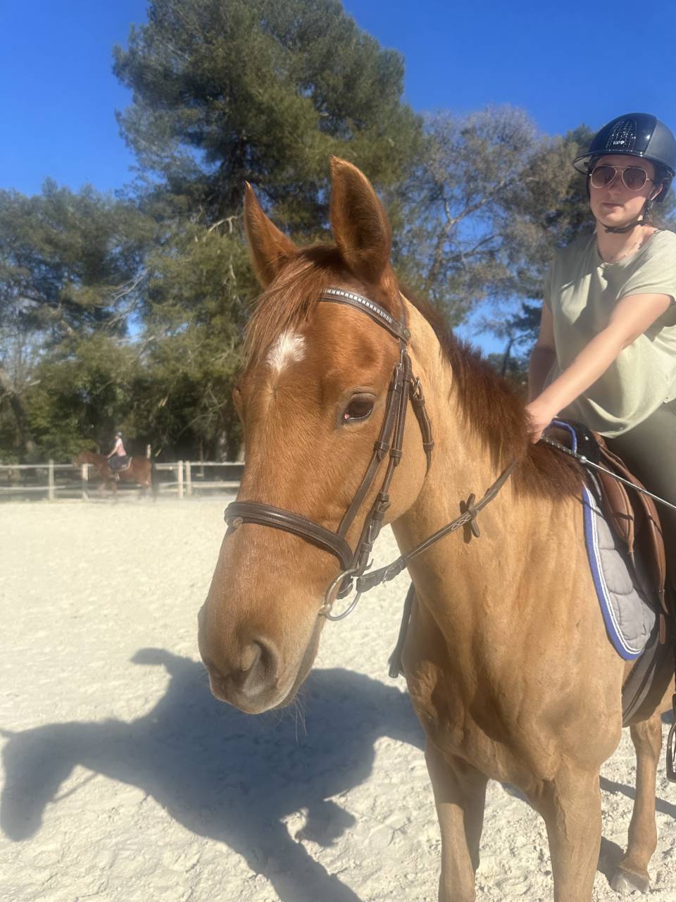 Chevaux de sport et de loisir &agrave; vendre 