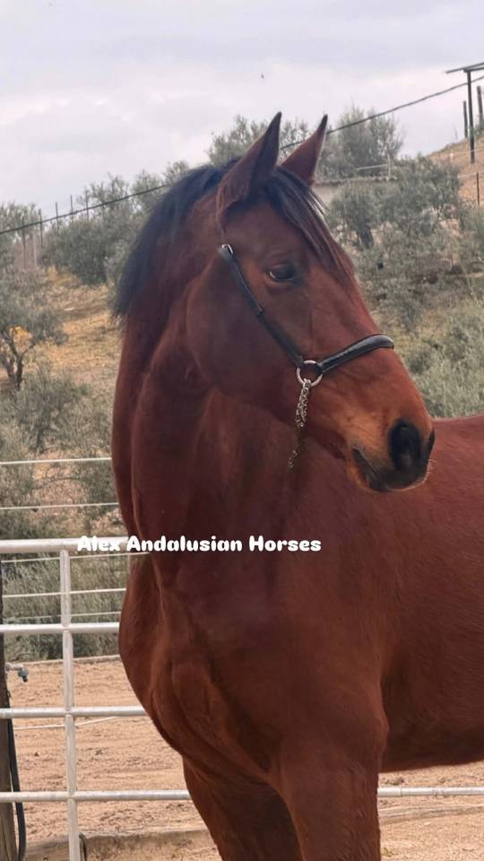 Splendide PRE x Hannover