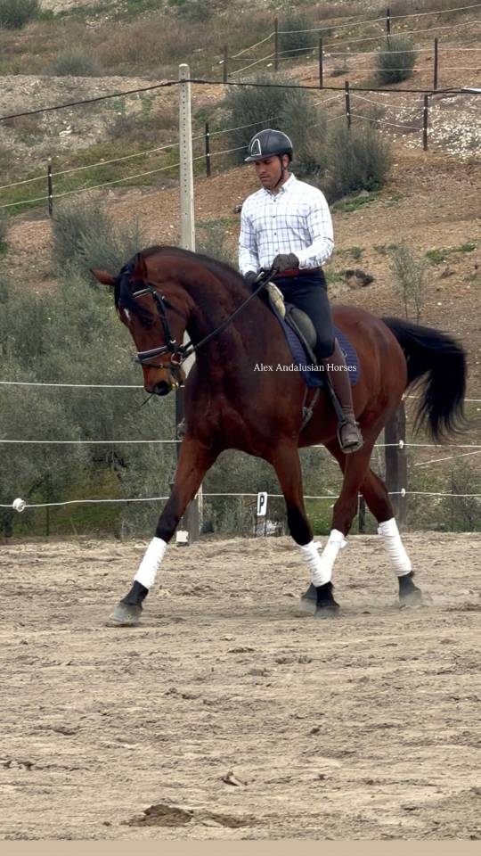 Splendide PRE x Hannover