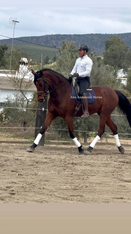 Splendide PRE x Hannover