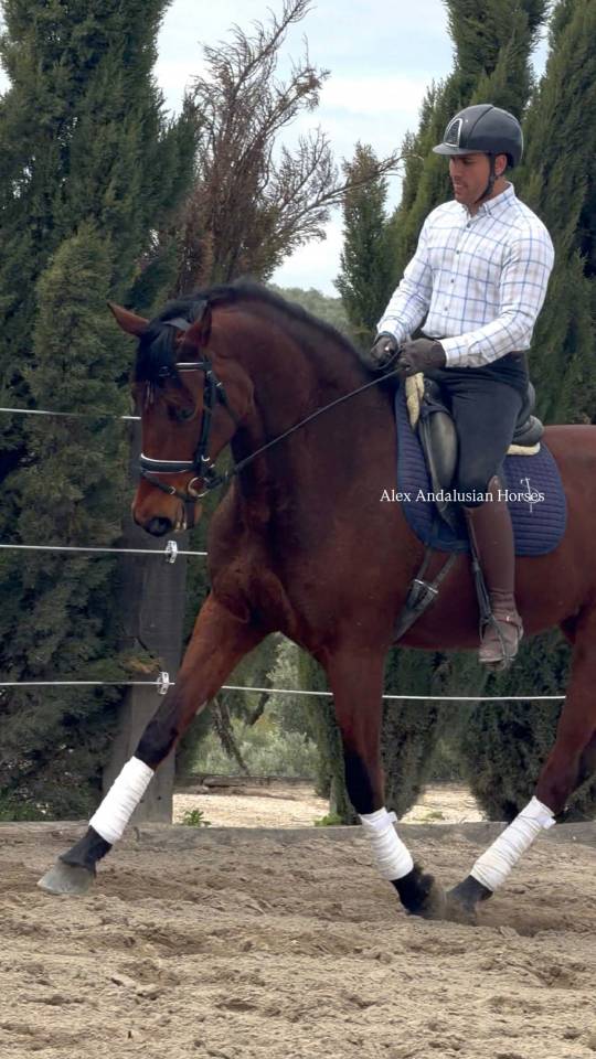 Splendide PRE x Hannover