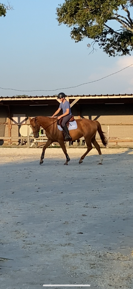 Jument &agrave; vendre ivresse du rablais 