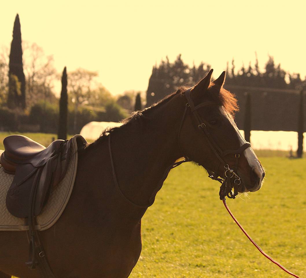Jument &agrave; vendre 