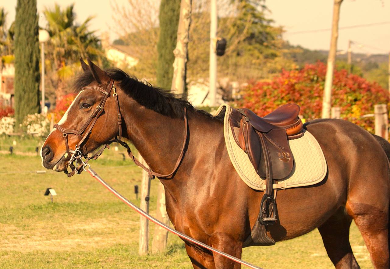 Jument &agrave; vendre 