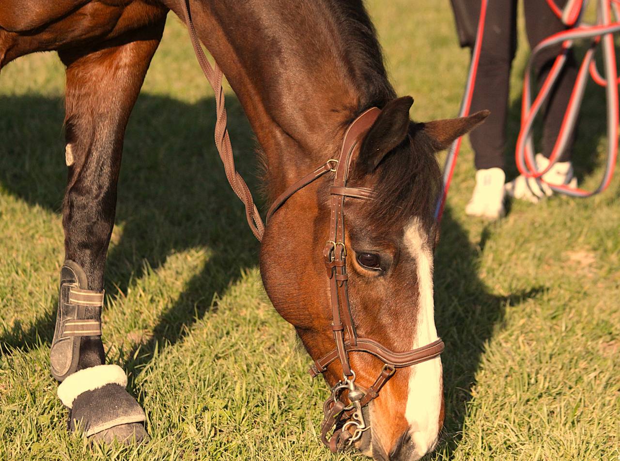 Jument &agrave; vendre 
