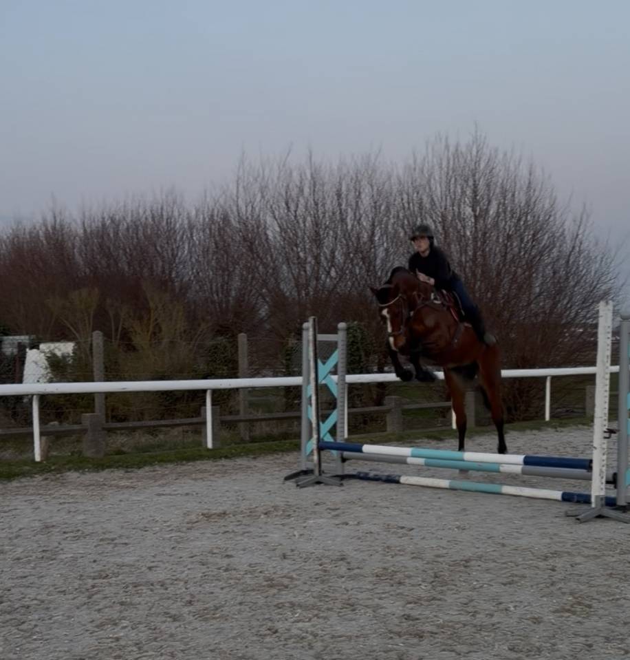 Cheval Selle Fran&ccedil;ais 