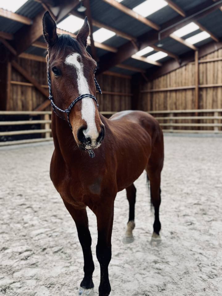Cheval Selle Fran&ccedil;ais 