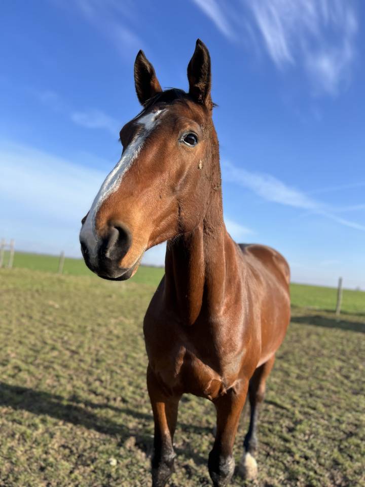 Cheval Selle Fran&ccedil;ais 