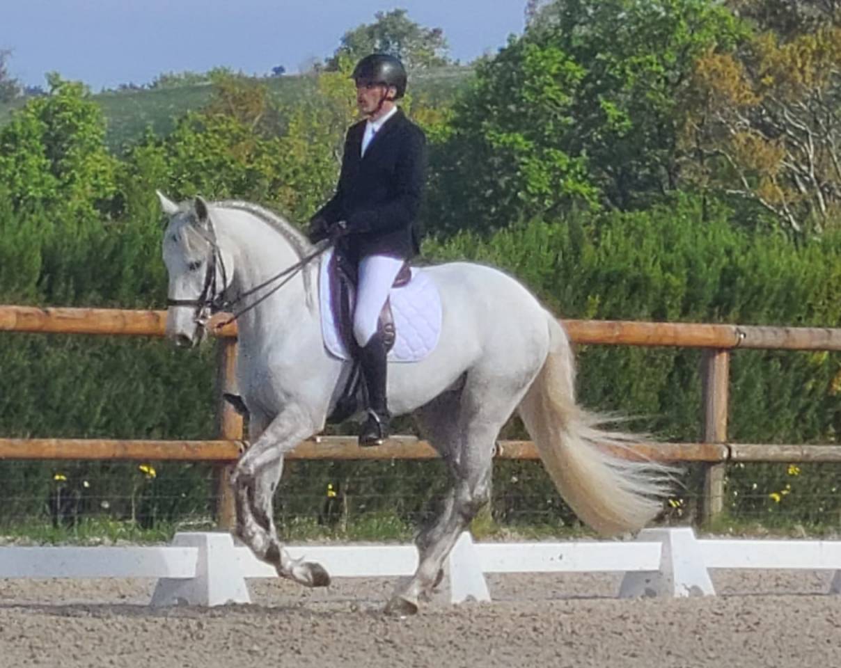 Cheval Pur Sang Lusitanien, 164 cm, gris, 9 ans