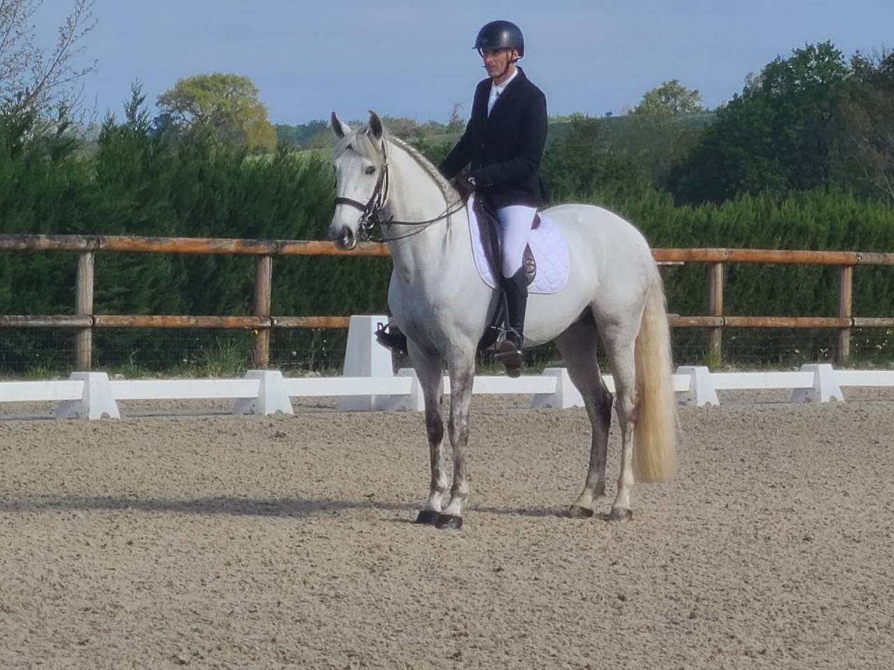 Cheval Pur Sang Lusitanien, 164 cm, gris, 9 ans