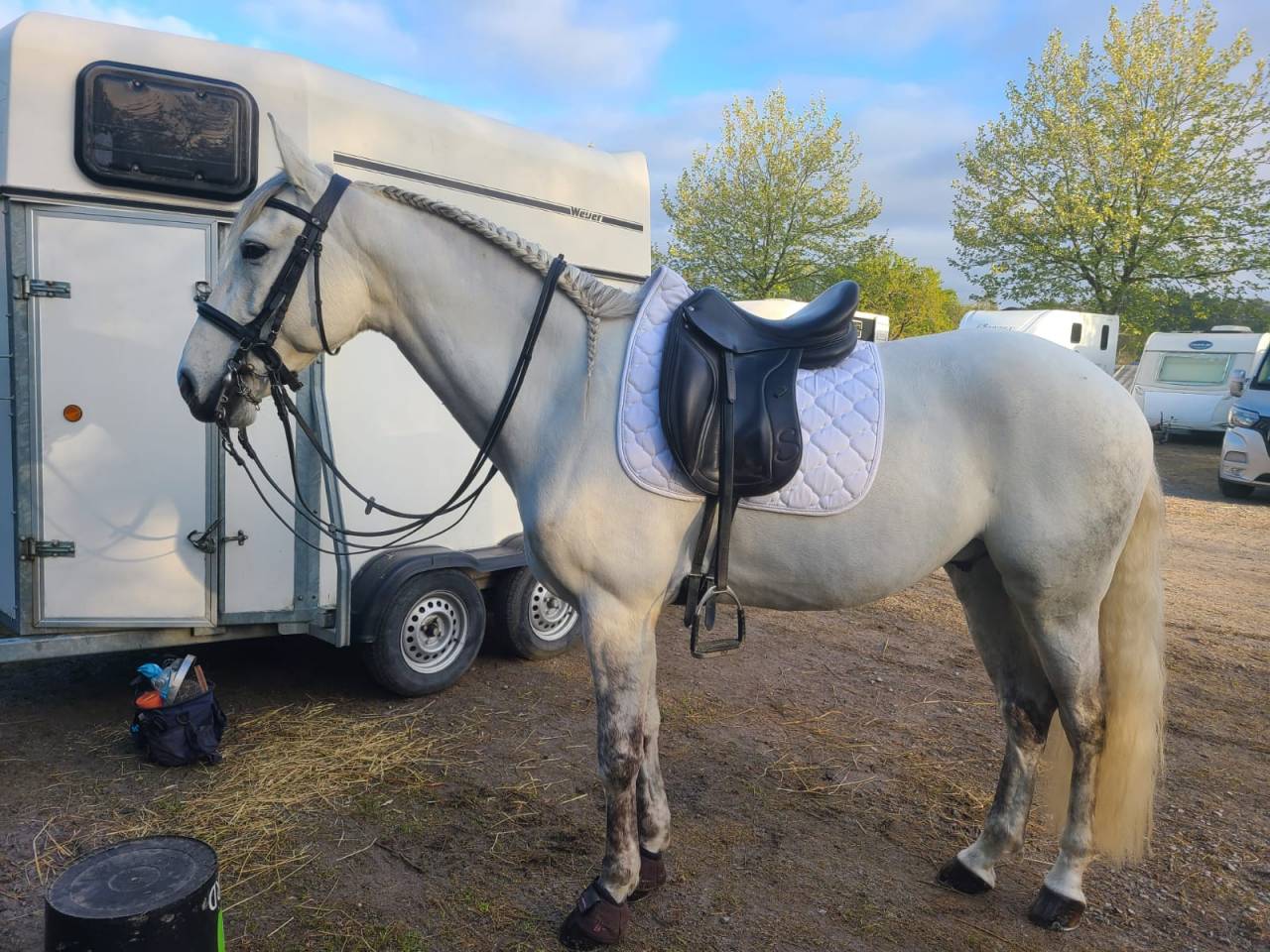 Cheval Pur Sang Lusitanien, 164 cm, gris, 9 ans