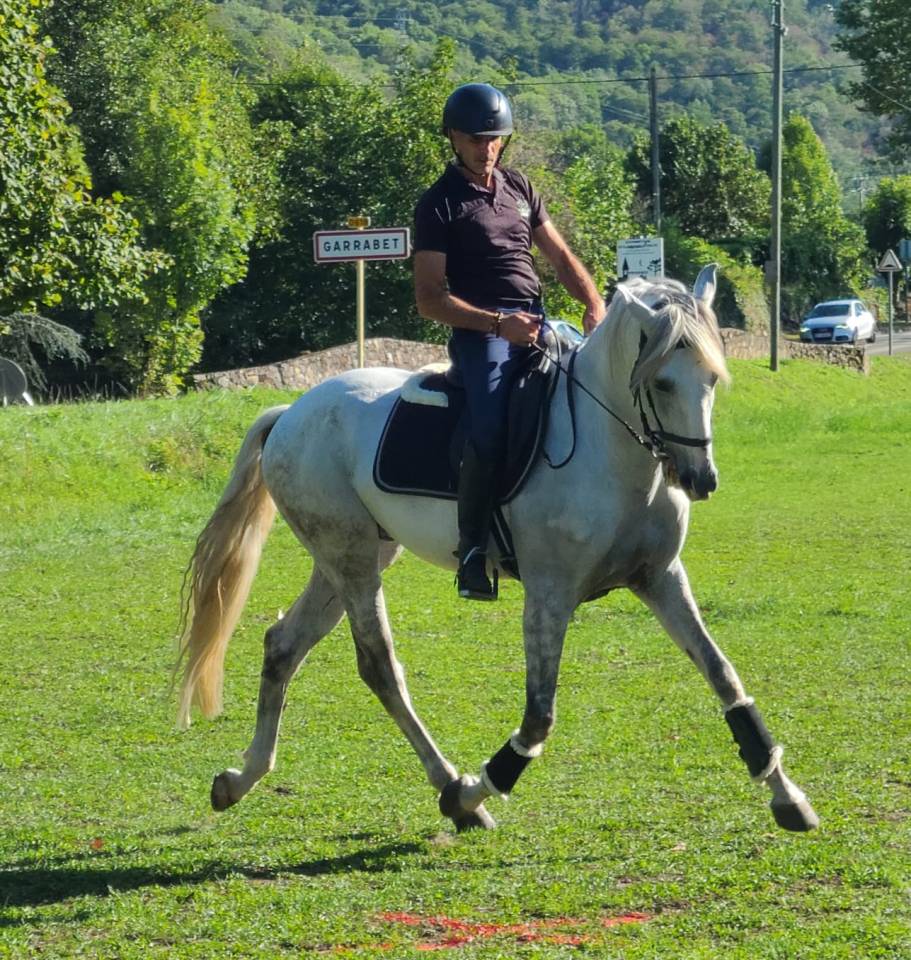 Cheval Pur Sang Lusitanien, 164 cm, gris, 9 ans