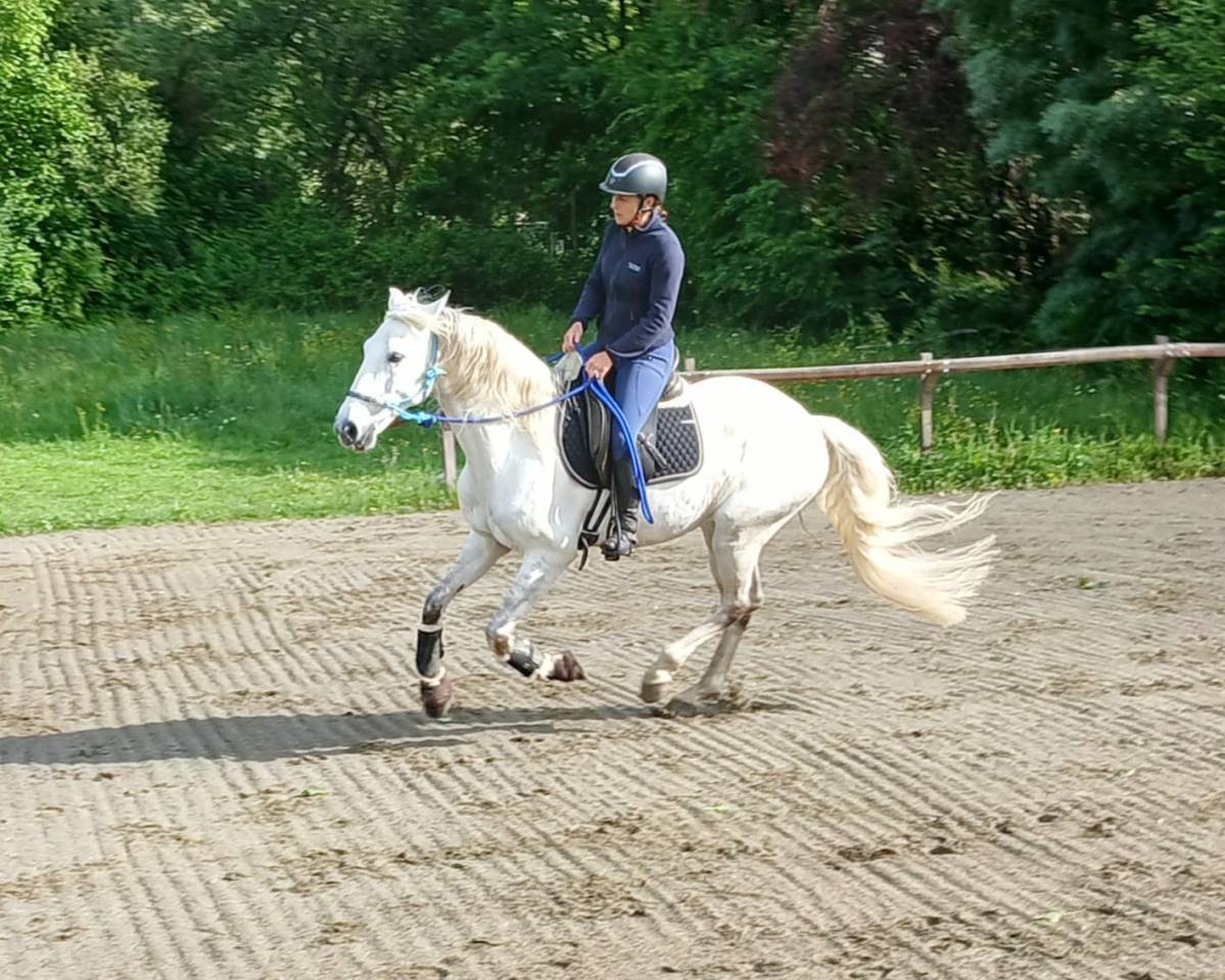 Cheval Pur Sang Lusitanien, 164 cm, gris, 9 ans