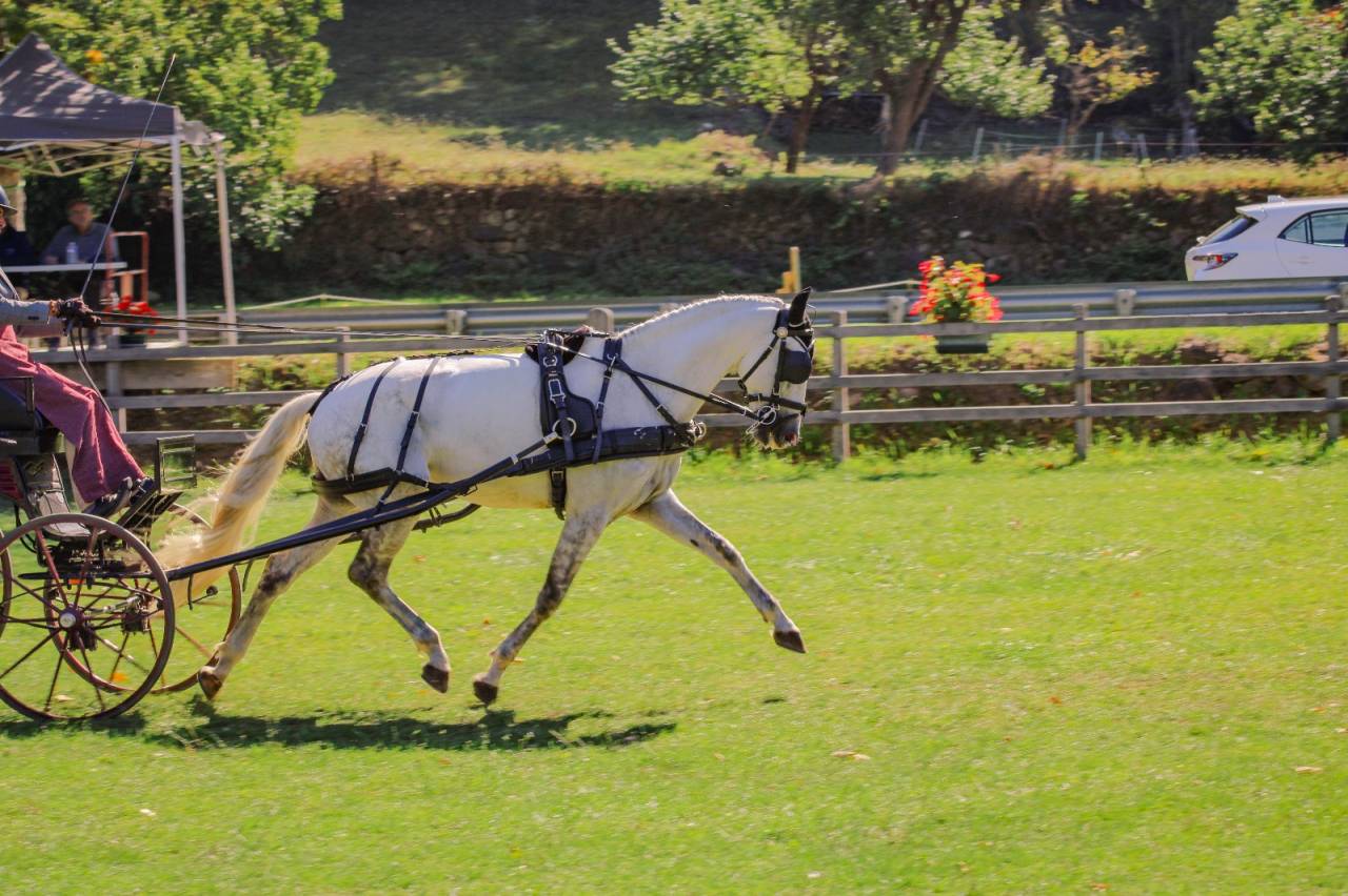 Cheval Pur Sang Lusitanien, 164 cm, gris, 9 ans