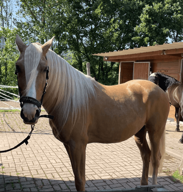 BACO & TANGO &agrave; la vente en France!!