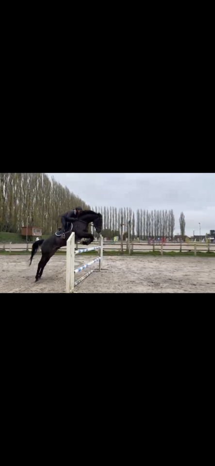 Jument de sport 5 ans 