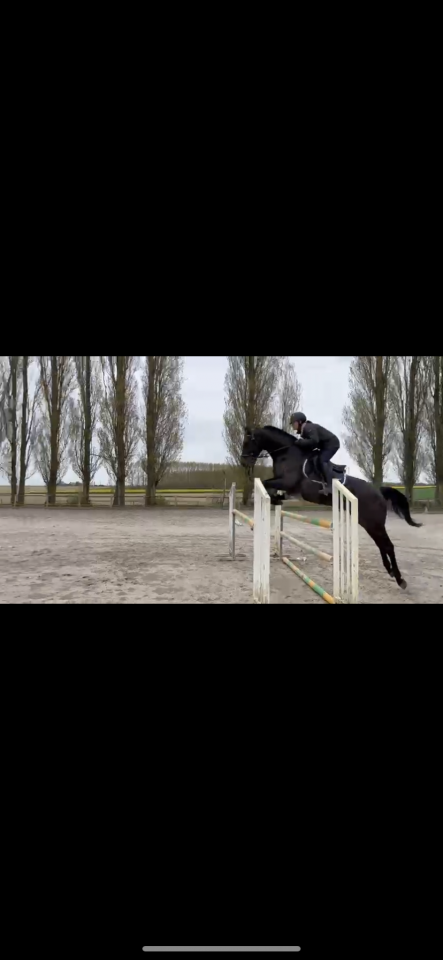 Jument de sport 5 ans 