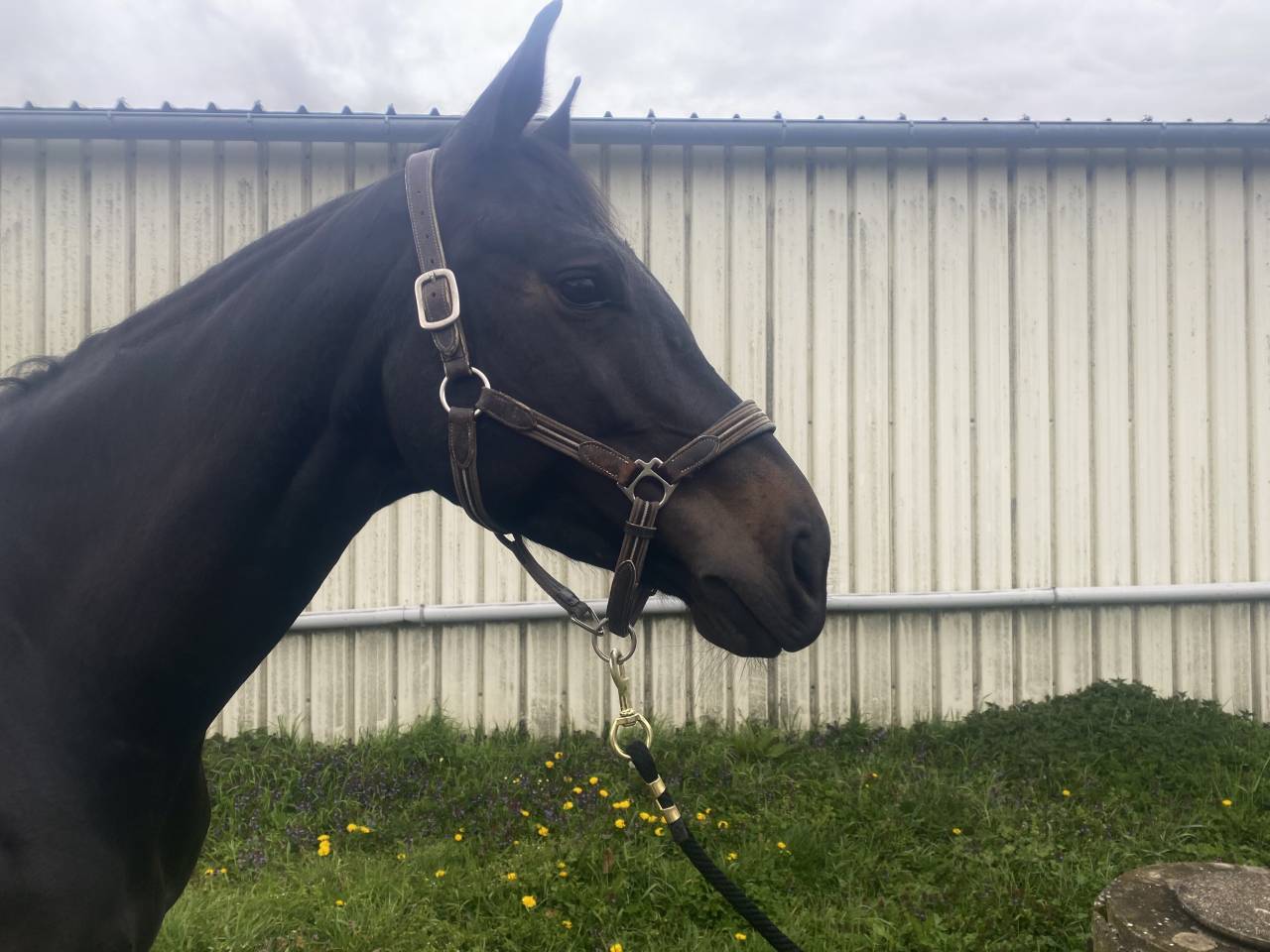 Jument de sport 5 ans 