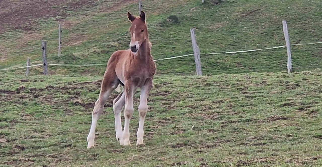 A placer pour cet automne poulain FM Cappucino 
