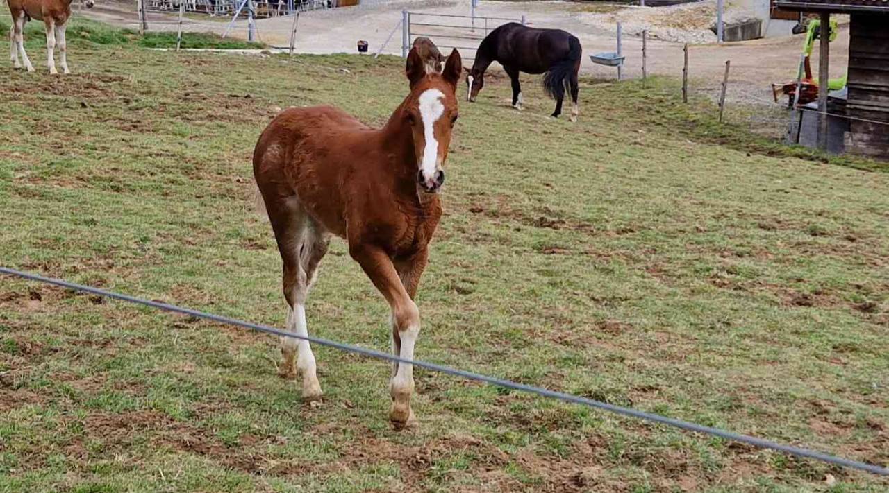 A placer pour cet automne pouliche FM Dynamite