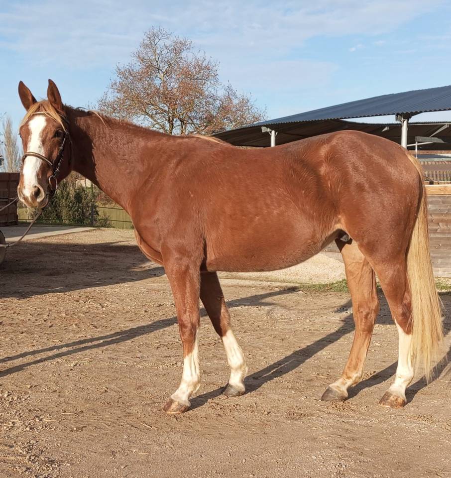 Hongre 4 ans sf par Quabri de L'isle